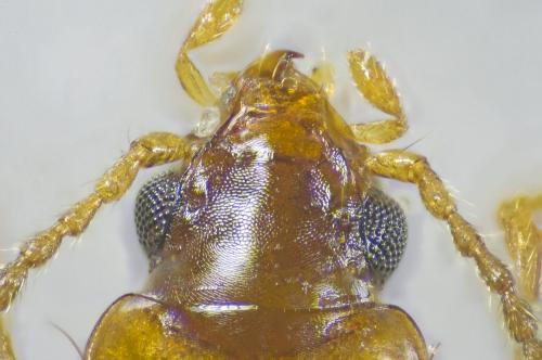 Réf. 229 000 : Tachys micros